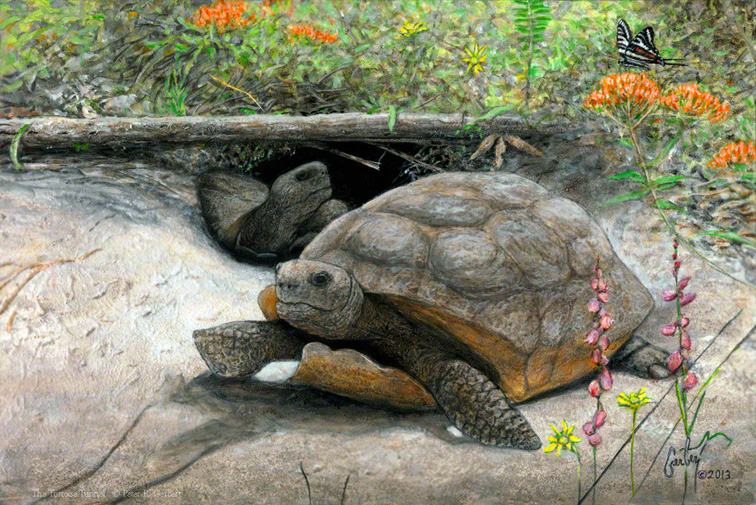 "The Tortoise Tunnel" © Peter R. Gerbert, Florida Wildlife Art