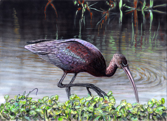 "Glossy Ibis on a Semi-Glossy Pond" © Peter R. Gerbert