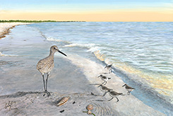 Willet, Sandpipers, Junonia, sharks-teeth, and more!