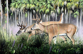 Florida White-tailed Deer