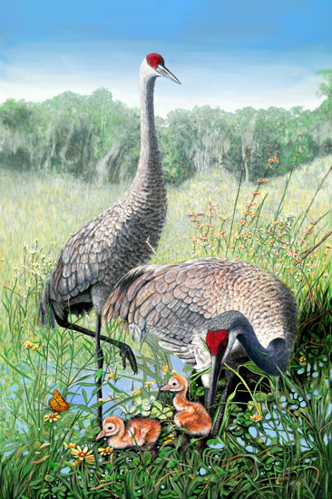 "Sandhills in Design -Plate II" © Peter R. Gerbert, Florida Wildlife Art, sandhill cranes