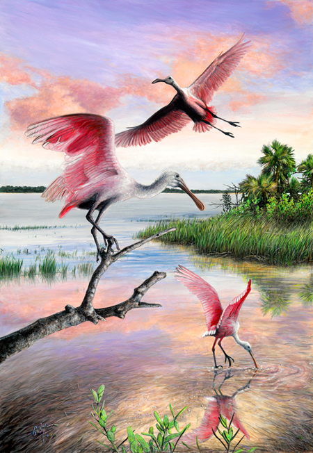 “The Spoonbill Lagoon” ©  Peter R. Gerbert, Florida Wildlife Art